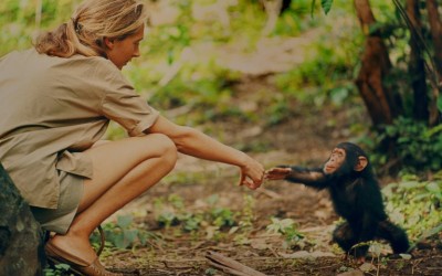 Chimpanzees, Jane Goodall, and an Oscar-nominated Documentary